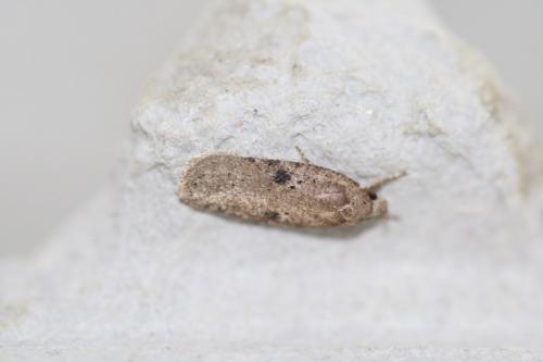 Agonopterix sp.